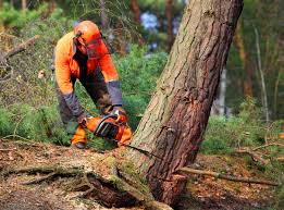 Best Tree Planting Services  in Richfield, WI